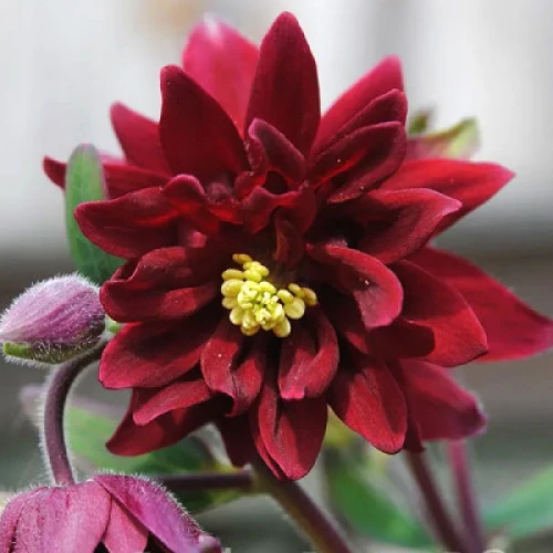 Aquilegia Red